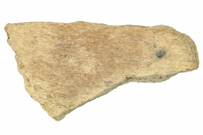 Dinosaur (Triceratops) Frill Shield Section - Montana #330139